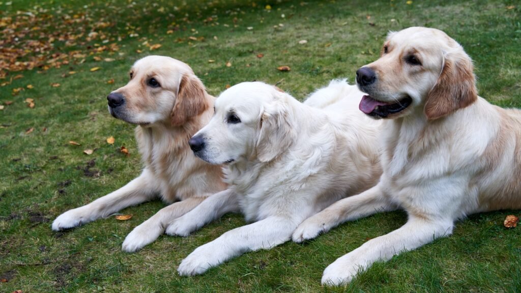 Golden Retrievers, Dog Breed