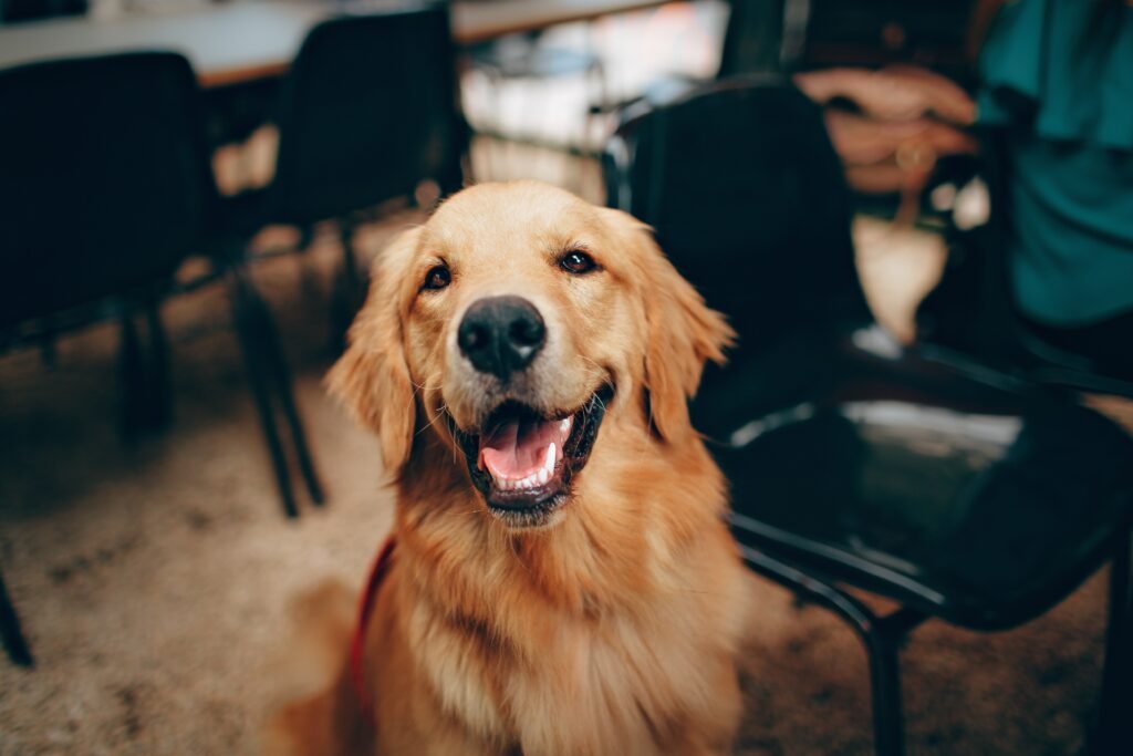 Golden Retrievers, Dog Breed