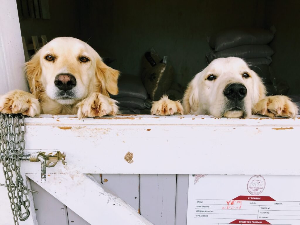 Golden Retrievers, Dog Breed