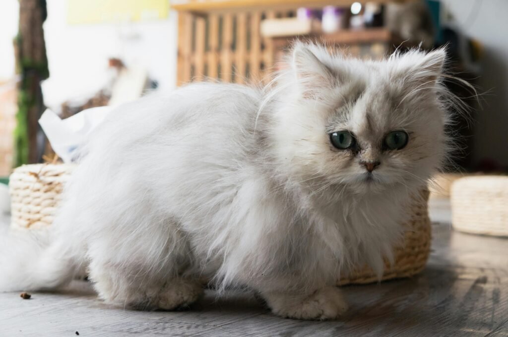 Top 5 Cat Breeds, Cat Breeds, cat, CAT, Cat, Persian
