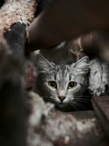 Why Do Cats Hide?, Cats, Cat, Cat Behaviour, Cat Breed, Why Do Cats Hide