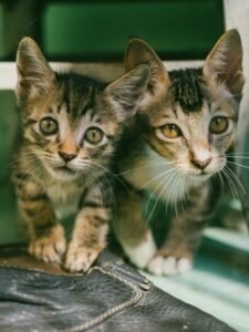 What Are Some Common Behavioral Problems in Cats? , cat, cat breed