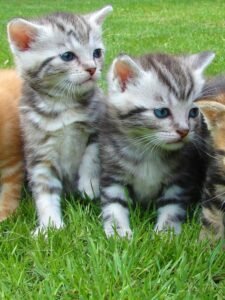 Top 5 Cat Breeds, Cat Breeds, cat, CAT, Cat