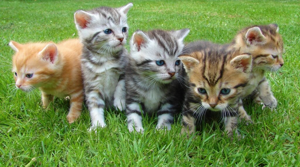 Top 5 Cat Breeds, Cat Breeds, cat, CAT, Cat