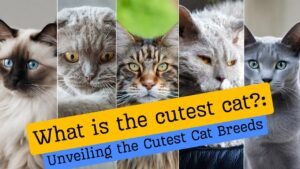 What is the cutest cat?, cat, cat breed, cute cat, cutest cat