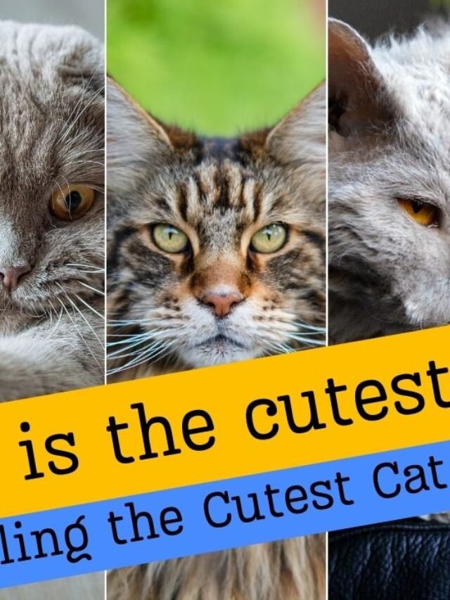 What is the cutest cat?: Unveiling the Cutest Cat Breeds
