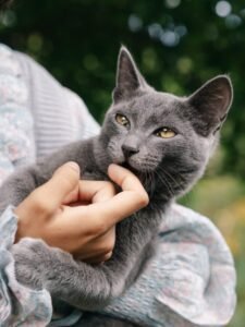 How can I help my cat with anxiety?, cat, cat breed