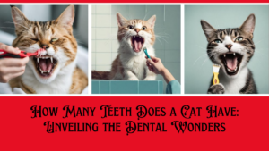 How Many Teeth Does a Cat Have, cat, cat breed, cat breeds